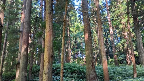 そびえたつ木々の下を歩く そびえたつ木々の下を歩く 木,木漏れ日,自然風景の写真素材