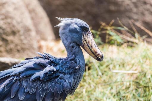 ハシビロコウの写真