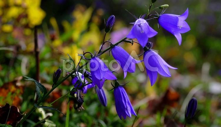 秋の七草　紫色のキキョウ　季節の花 秋の七草,紫色,キキョウの写真素材