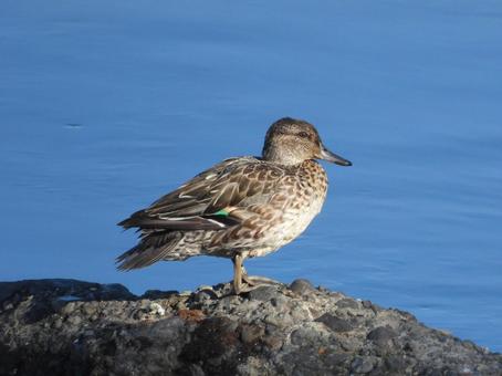 近所の小川で撮ったコガモ 近所の小川で撮ったコガモ 野鳥,鳥,動物の写真素材