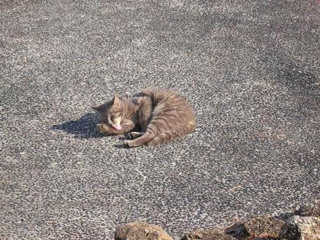 猫 トラ柄 毛繕い 猫 トラ柄 毛繕いの写真