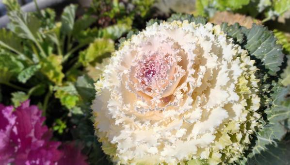 葉牡丹 葉牡丹,植物,園芸の写真素材