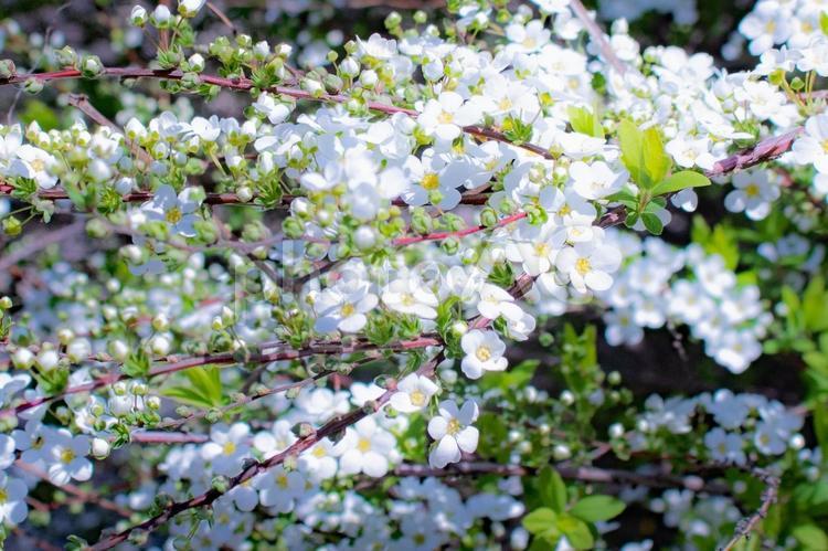 春の日に輝くかわいいユキヤナギの花 ユキヤナギ,白い小花,幻想的の写真素材