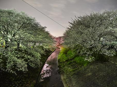 Pink cherry blossoms at night, JPG Pink cherry blossoms at night, JPG