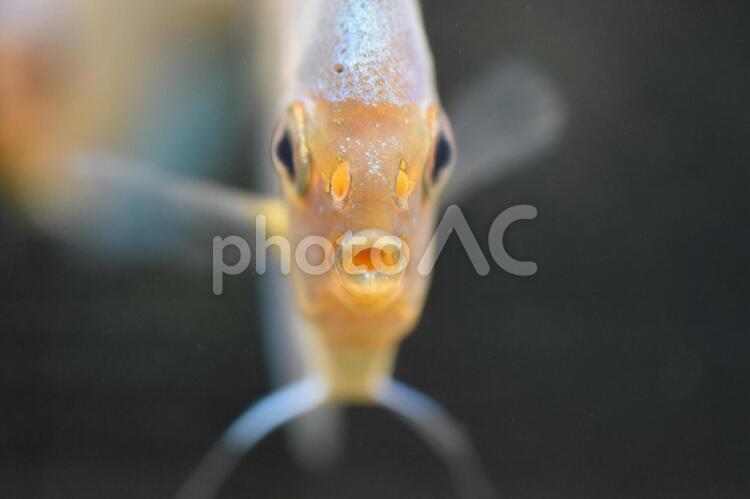 正面からのディスカス（アップ） ディスカス,青系ディスカス,熱帯魚の写真素材