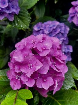 ピンクと紫の紫陽花 ピンクと紫の紫陽花 あじさい,紫陽花,ピンクの写真素材