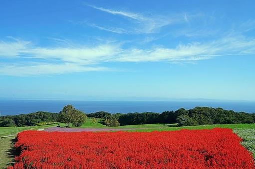 淡路島　あわじ花さじき63　サルビア 兵庫県,あわじ花さじき,サルビアの写真素材