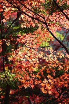 紅葉 紅葉の写真