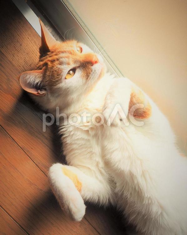 うわの空の猫 うわの空の猫,猫,ねこの写真素材