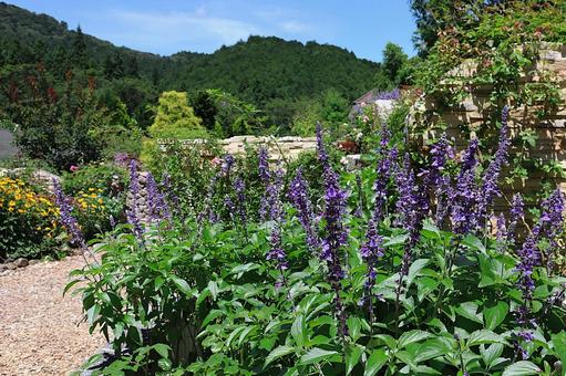 夏の花壇 夏の花壇 花壇,植物,花の写真素材