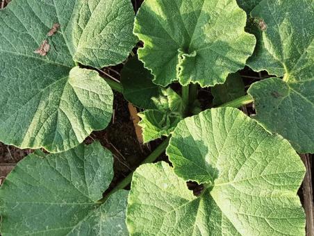 葉っぱ13 葉っぱ13 グリーン,ナチュラル,癒しの写真素材