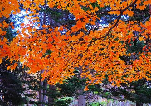 鮮やかな紅葉 紅葉,秋,もみじの写真素材