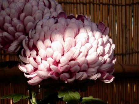 【風景写真】福山菊花展覧会の風景 キク,菊,菊花展の写真素材