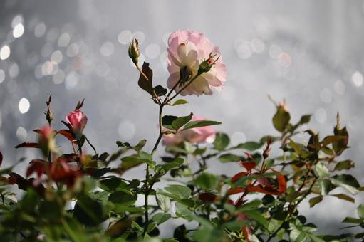 あきバラの4 風景,背景,ボケの写真素材