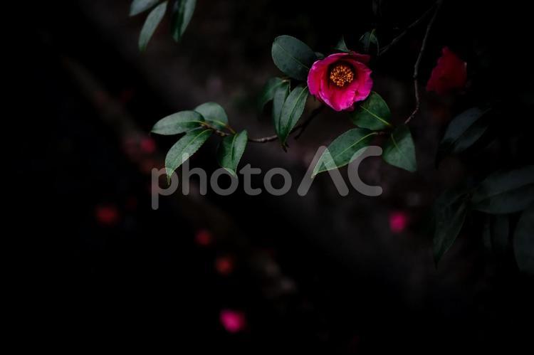＜五島の風景＞夜明けのヤブツバキ 花,風景,椿の写真素材