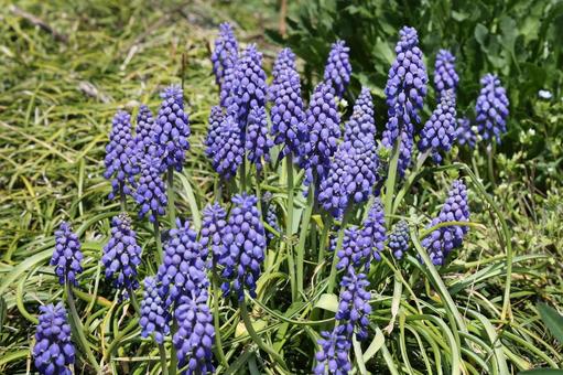 ムスカリの花 ムスカリの花 植物,花,花びらの写真素材