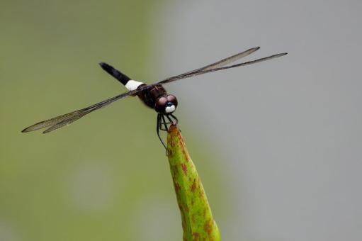 Photo, dragonfly, pseudothemis dragonfly, insect, 