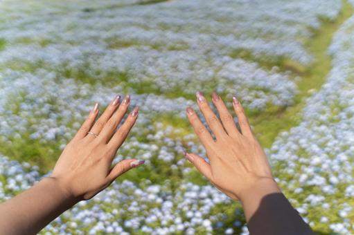 Nemophila field and spring nails①, JPG