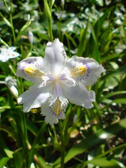 シャガ シャガの写真