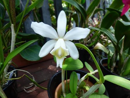 蘭の花004 蘭の花004 野草,自然,自然風景の写真素材