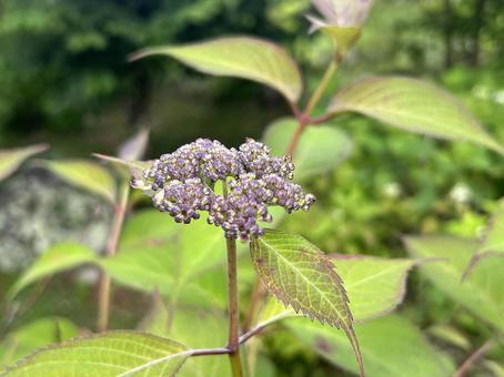 Photo, early summer, yamah hydrangea, flower, 