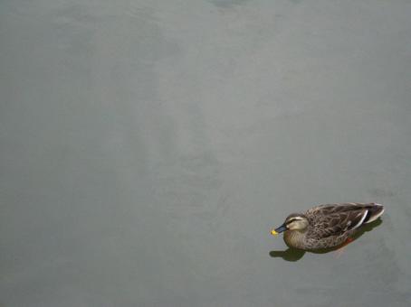 川に浮かんでいるカモ 川に浮かんでいるカモ カモ,鴨,かもの写真素材