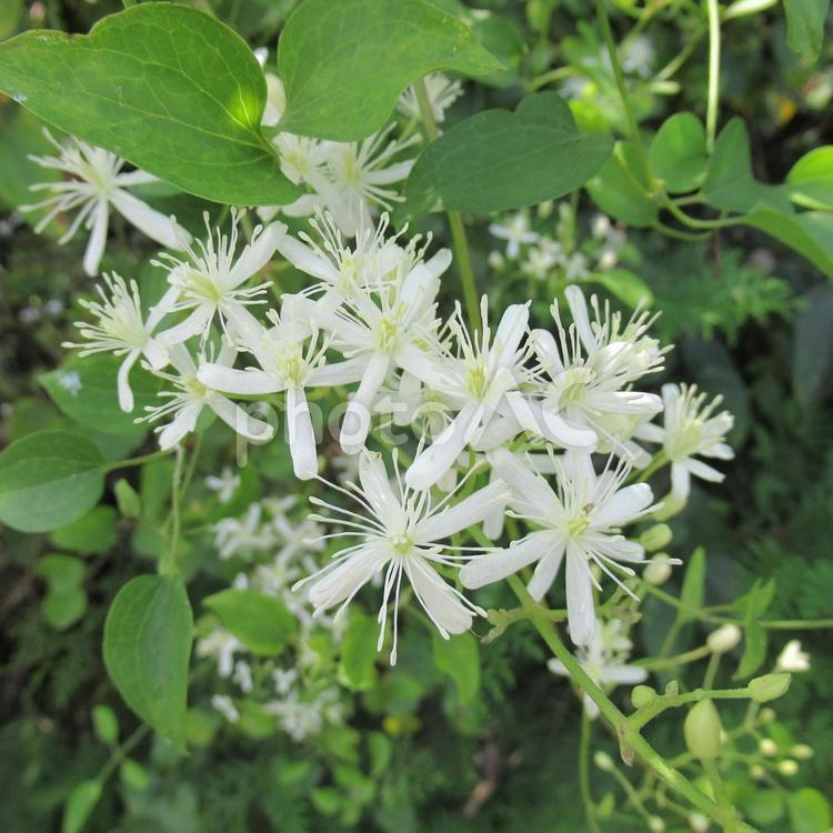 白く細い花びらが可憐なセンニンソウの花 センニンソウ,花,植物の写真素材
