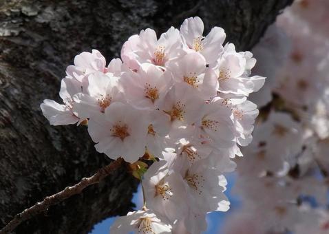 【桜の写真】桜が咲く風景 【桜の写真】桜が咲く風景の写真