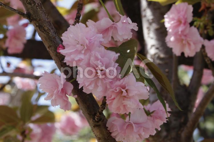 桜　（八重桜） 桜,八重桜,さくらの写真素材