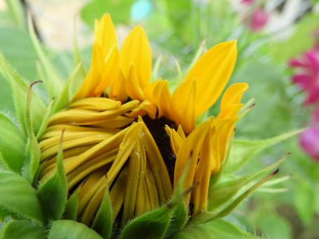 開花間近のひまわり 開花間近のひまわりの写真