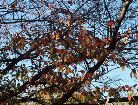 公園の木の写真