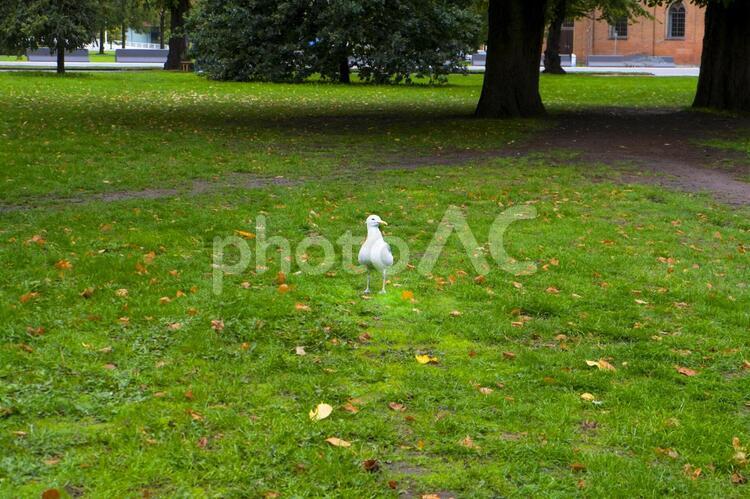 ノルウェーのカモメ カモメ,芝生,公園の写真素材