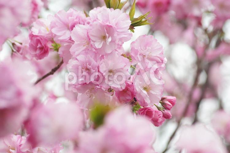 里桜-119 桜,サトザクラ,八重桜の写真素材