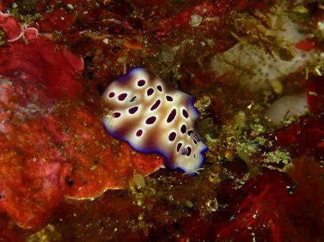 ヒョウモンウミウシ ヒョウモンウミウシ,ウミウシ,ダイビングの写真素材