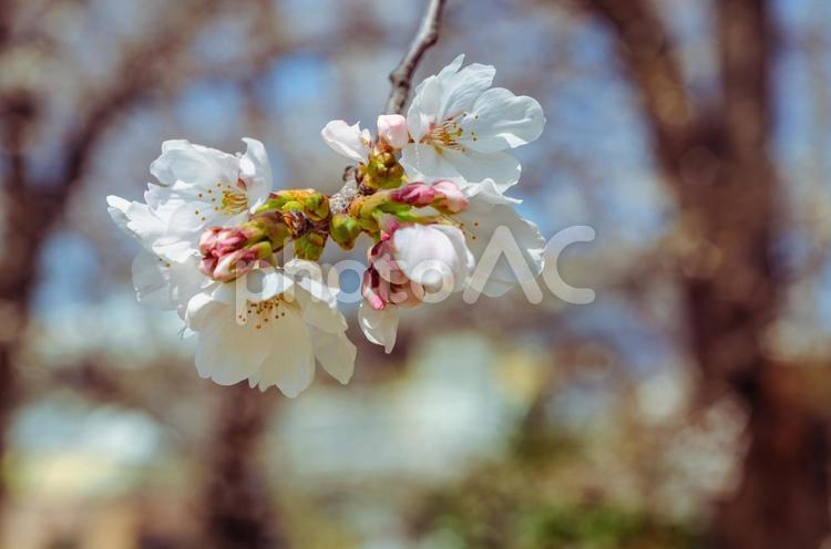 ソメイヨシノ桜2ー8 ソメイヨシノ,桜,蕾の写真素材