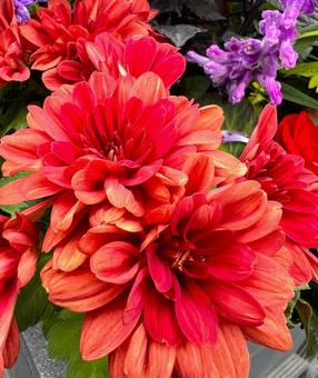 朱色のマム マム,花,アップの写真素材