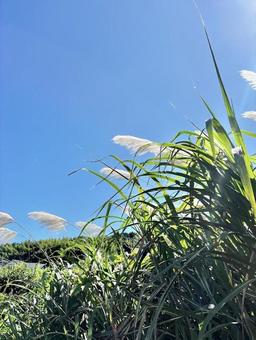 夏の空 夏の空の写真