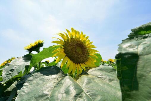 満開のひまわりの写真