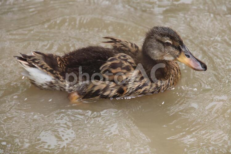 羽の生え始めた子ガモ カモ,かも,羽の写真素材