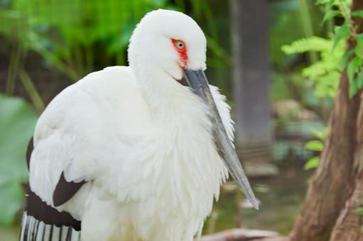 コウノトリ コウノトリ コウノトリ,こうのとり,上野動物園の写真素材