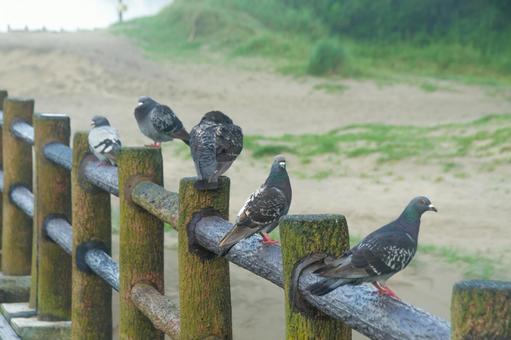 鳩の兄弟 鳩の兄弟の写真