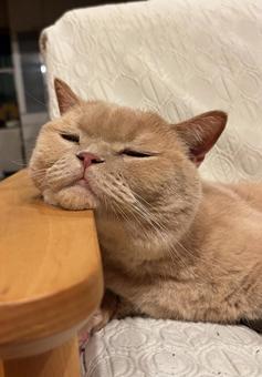 寛ぐ猫 寛ぐ猫 猫,ブリティッシュショートヘア,寛ぐ猫の写真素材