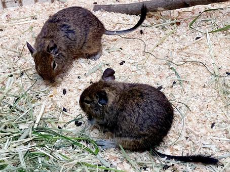 デグー デグー デグー,齧歯類,草食の写真素材