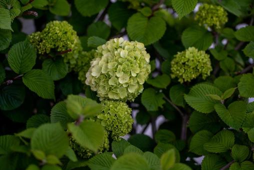 瑞々しいグリーンボールの花 花,植物,葉の写真素材