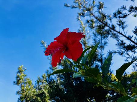 台湾　ハイビスカスの写真