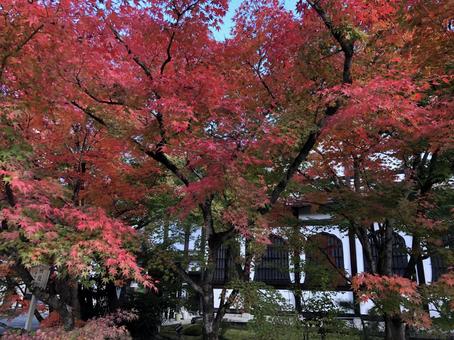 秋の永観堂 秋の永観堂 京都,紅葉,秋の写真素材