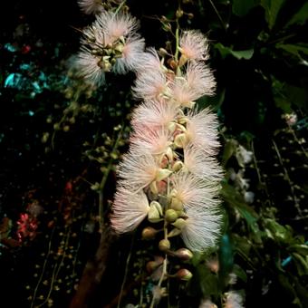 サガリバナ⑧ サガリバナ⑧の写真