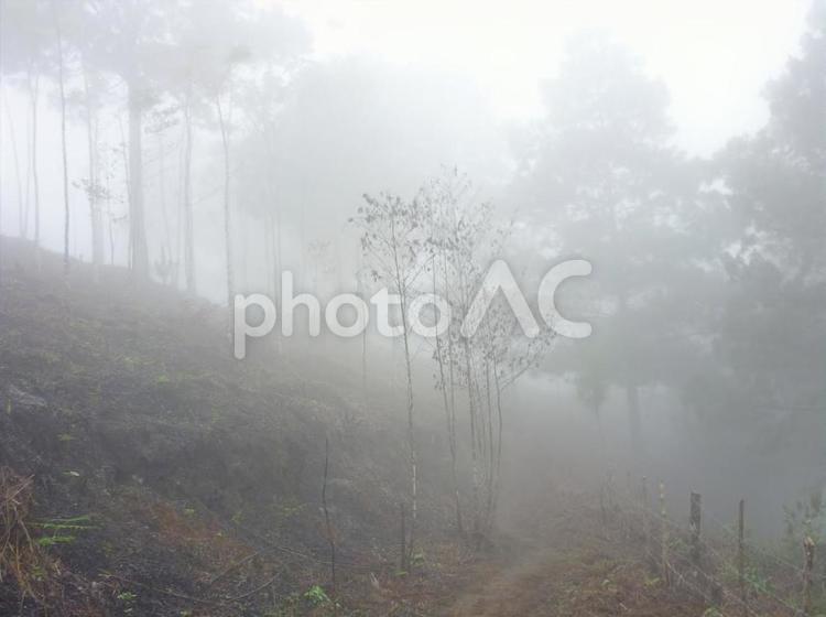 濃霧と樹々　グアテマラの山奥の夜明け前 霧,濃霧,濃いの写真素材