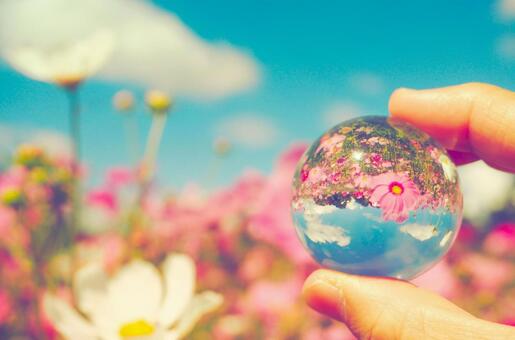 水晶に映し出す秋のコスモス畑 コスモス,アニメ,ガラス玉の写真素材