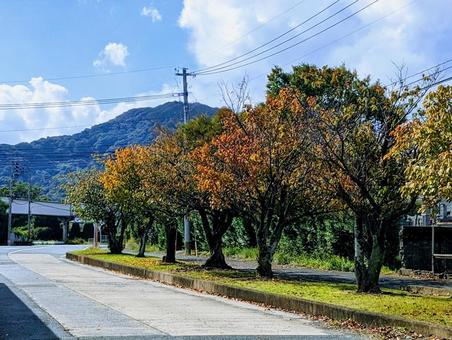 色づいている街路樹 １０月,１１月,通りの写真素材